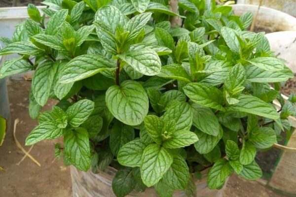 Desde que aprendí lo fácil que es cultivar menta, nunca más me faltó menta fresca en casa